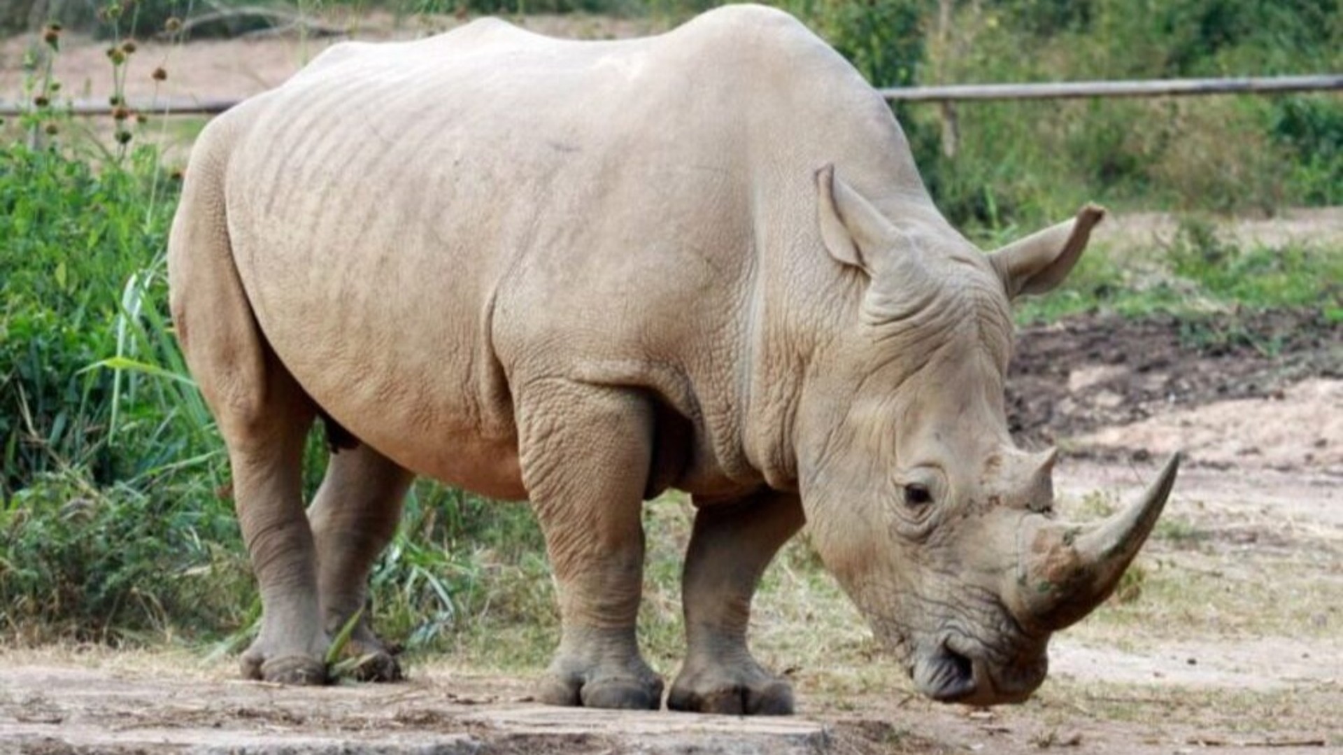 Les rhinocéros de retour en Ouganda