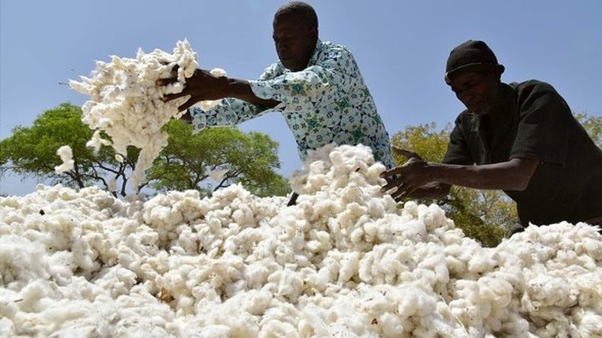 Coton africain : la congestion portuaire assèche la trésorerie de la filière