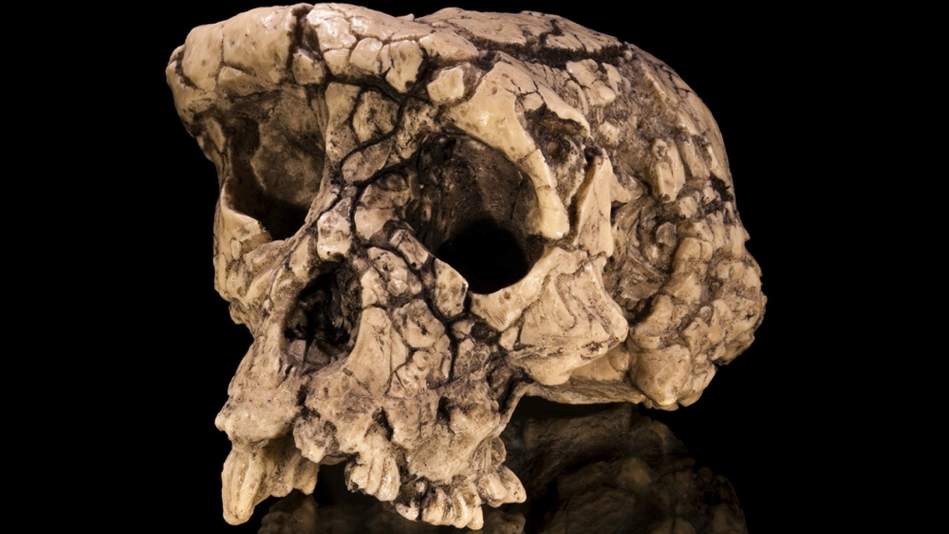 Découverte en Éthiopie d’un homininé vieux de 2,6 millions d’années