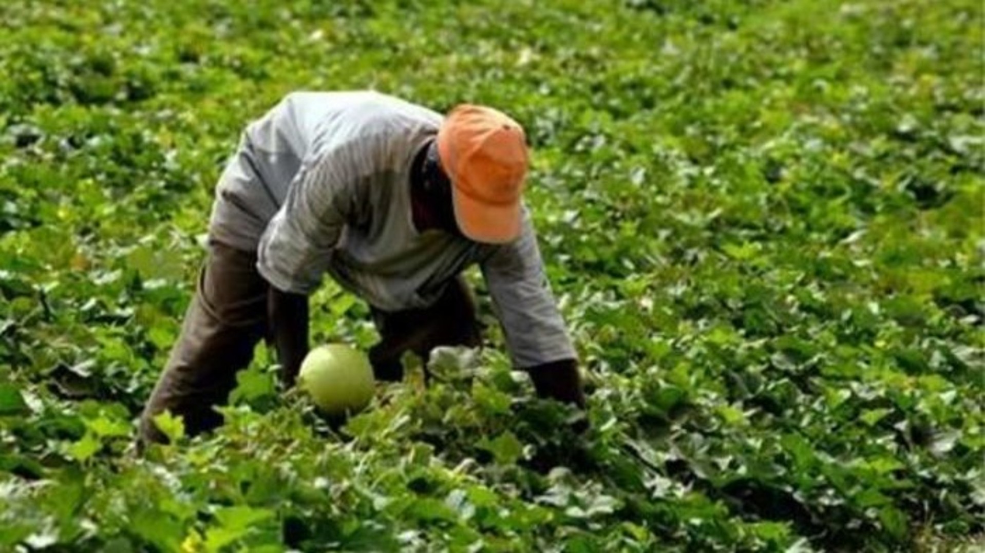 Maroc : un déficit de main d’oeuvre agricole comblé par les migrants