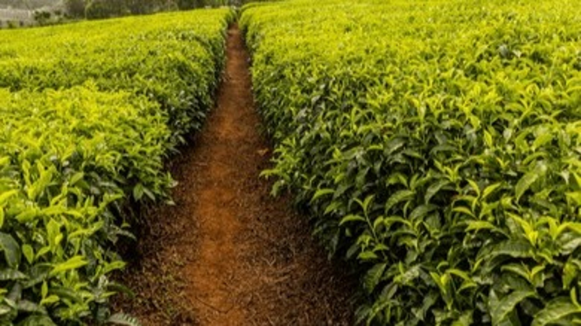 Le Kenya lancé dans la production du thé vert Sencha japonais