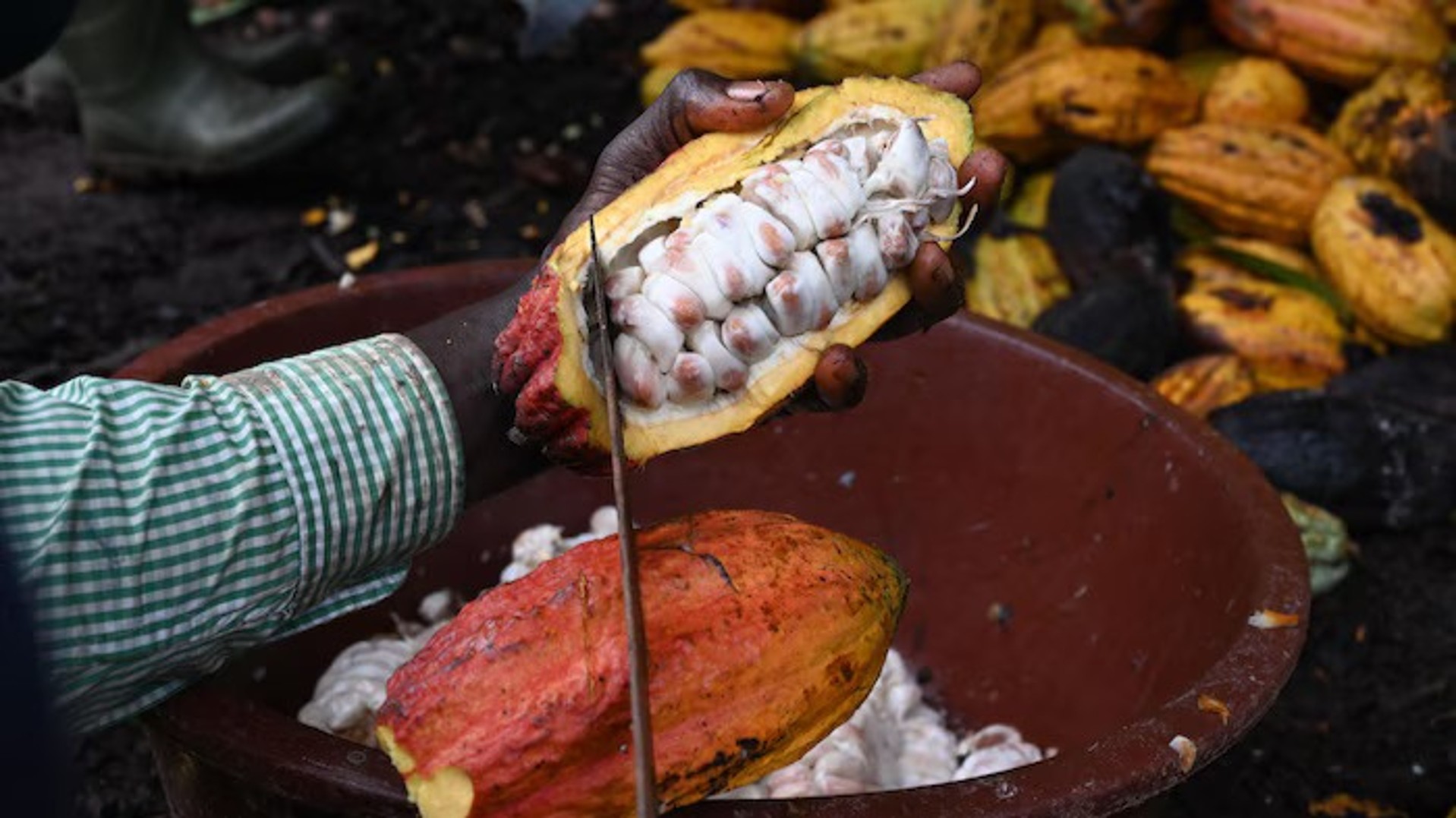 Cacao ivoirien : pourquoi l'équation des prix est-elle compliquée ?