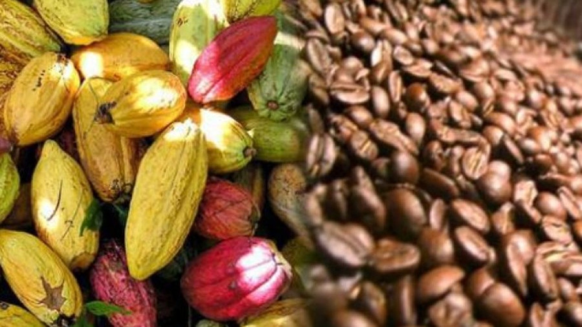 Cacao et Café : ce que la Côte d'Ivoire fait pour une meilleure traçabilité