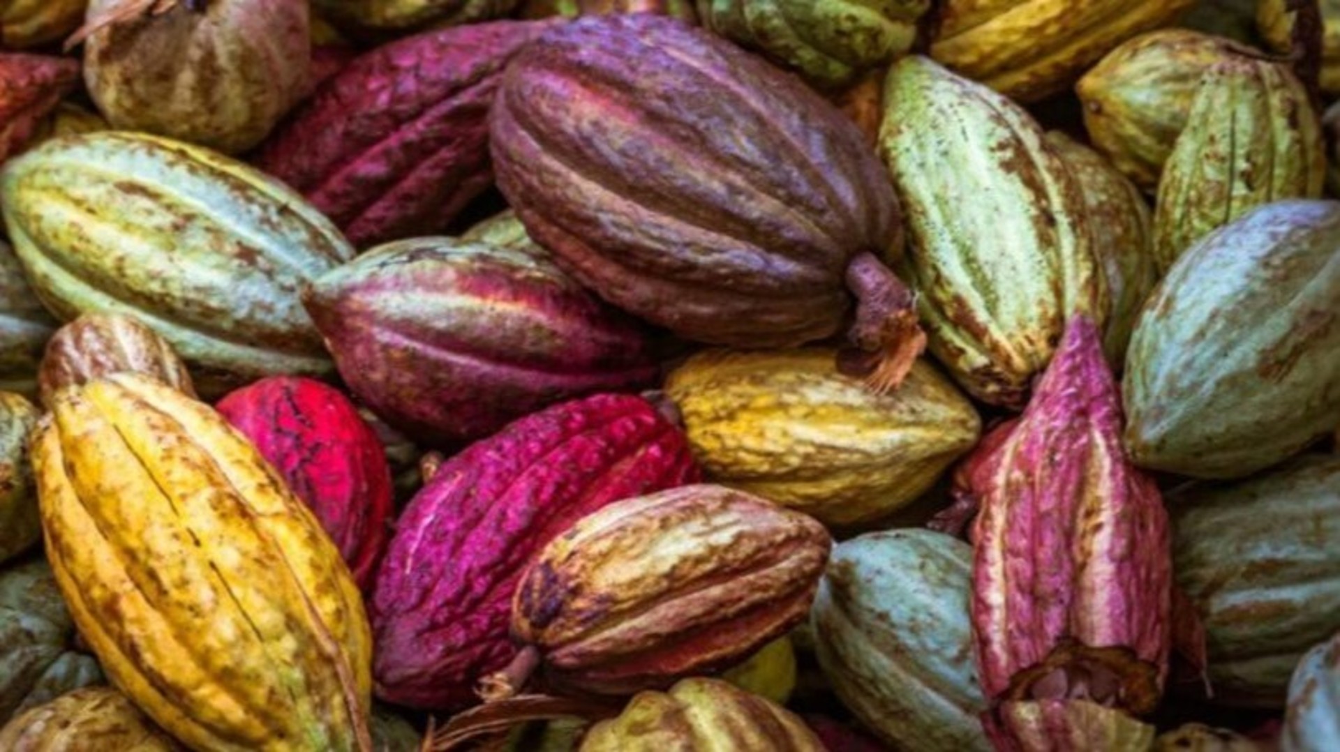 Cacao : la Côte d’Ivoire et le Ghana font front commun