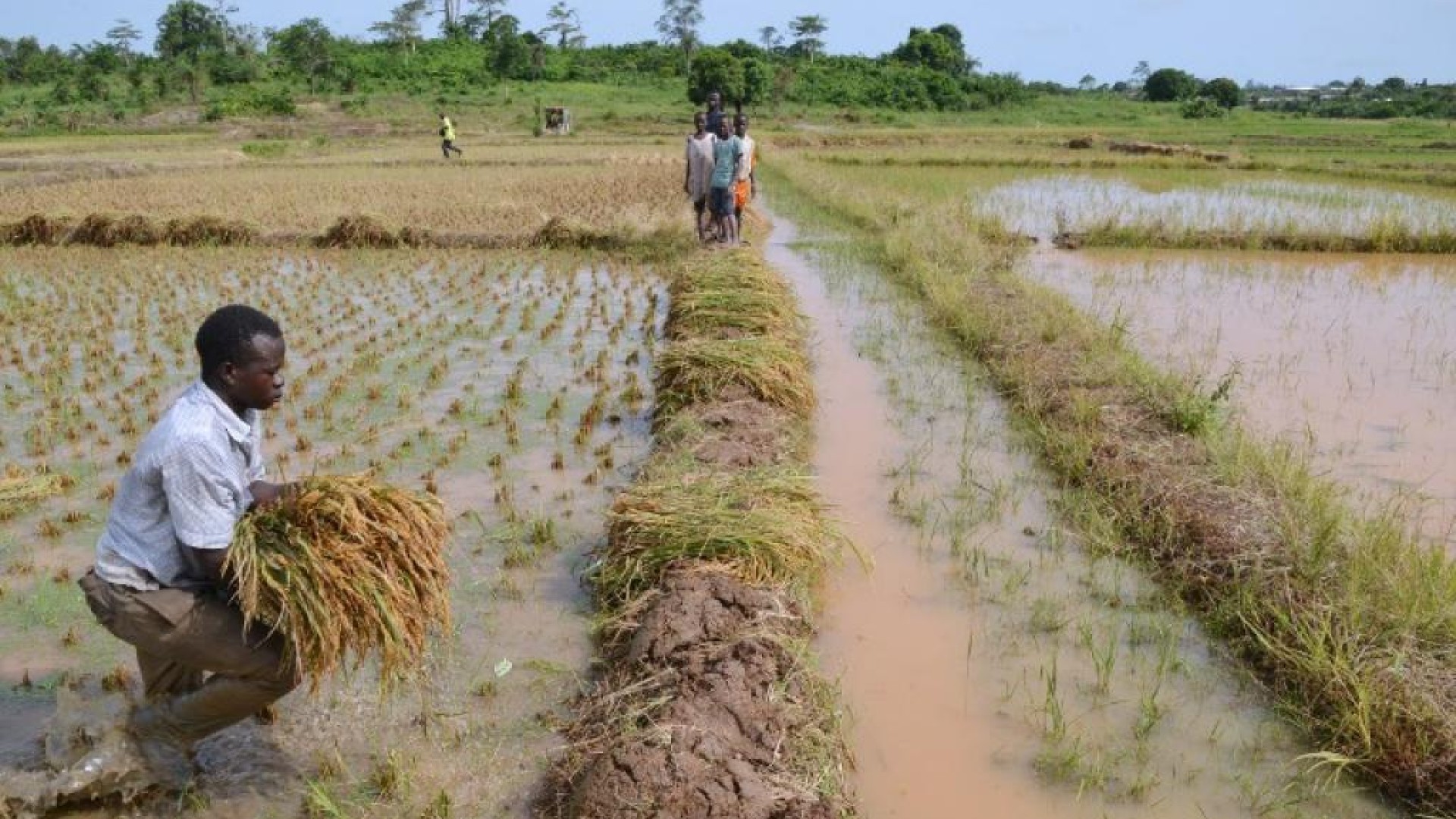 Accompagnement climatique : la promesse de la Fondation Gates aux agriculteurs subsahariens